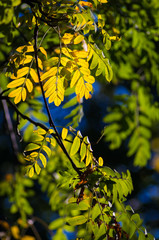 landscape of early autumn, the old Park, trees, green grass, bright yellow leaves