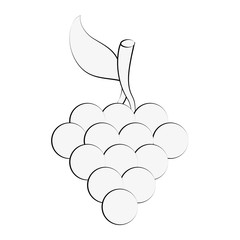 Delicious grapes fruit icon vector illustration graphic design