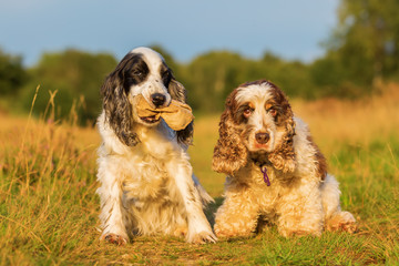 two cocker spaniel sit on a country path