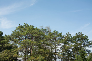  pine tree