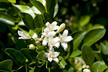 ゲッキツ（シルクジャスミン）の花