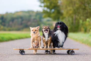 three cute little dogs sitting on a skateboard © Christian Müller