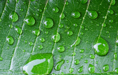 Rain drops on green leaves, water on leaves.