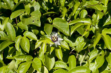 Obraz premium パッションフルーツの花（果物時計草）