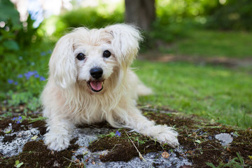 White mixed breed dog in park at summer day