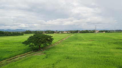 Top view of the rice paddy fields in northern Thailand