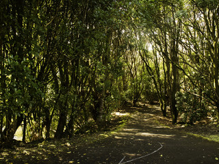 Auckland western springs trees