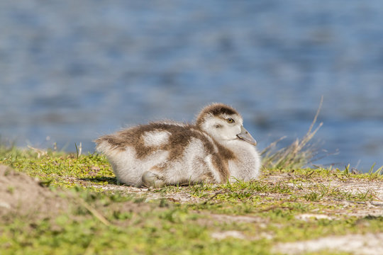 Muscovy Duckling