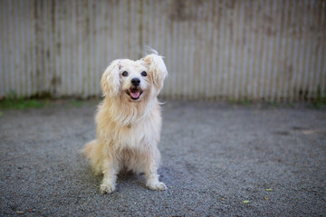 White mixed breed dog in park at summer day