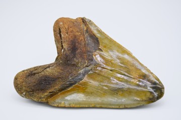 Megalodon fossil shark tooth, 6.5 inches long, back view on white background. 1 of 2 views.