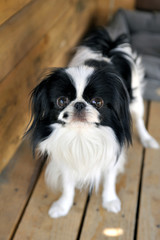 Japanese little spaniels in their little house and comfort