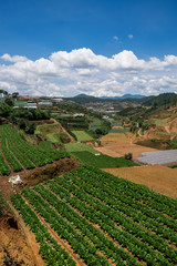 Vegetable fields and Housein highland, Dalat, Vietnam. Da lat is one of the best tourism city in Vietnam. Dalat city is Vietnam's largest vegetable and flowers growing areas.