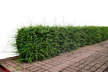 shrub or hedge fence isolated on white background