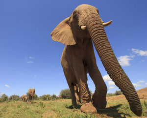 African Elephants