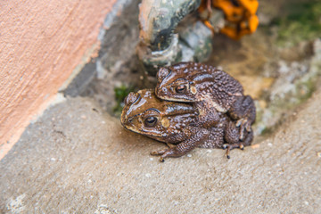 Toad couple  in water breeding toad making eggs in water.