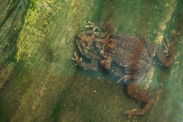 Toad couple  in water breeding toad making eggs in water.