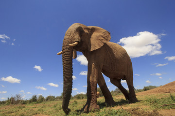 Naklejka na ściany i meble African Elephants