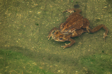 Toad couple  in water breeding toad making eggs in water.