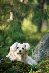 White cute old mixed breed dog in forest