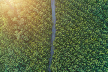 Aerial view of drone fly over of rubber plantation in Thailand