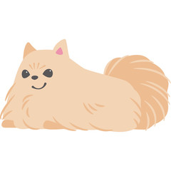 伏せをしている犬（ポメラニアン）