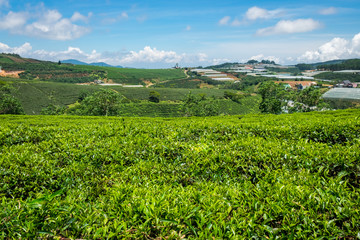 Fototapeta na wymiar Cau Dat green tea hills in Dalat, Vietnam. Cau Dat green tea hill is around 25km from Center Dalat. This is one of the most favourite locations for tourists