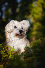 White cute old mixed breed dog in forest