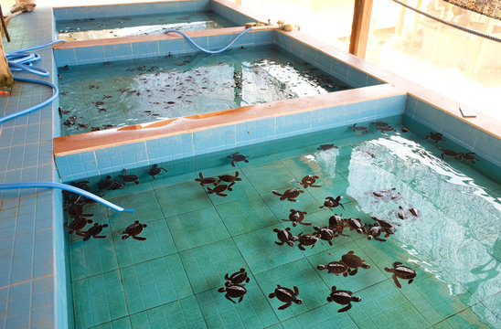 Sea turtle sanctuary  in Gili Meno island, Indonesia