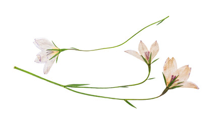 Pressed and dried flowers campanula, isolated