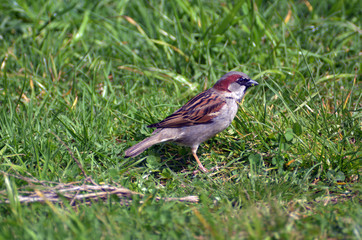 Male house sparrow