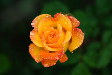 Orange rose in the garden with drop of rain