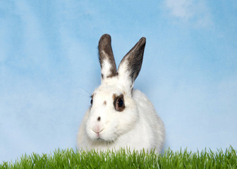 Portrait of a white bunny with black spots on eyes and ears laying in green grass looking to slightly to viewers left. Blue background sky with wispy clouds