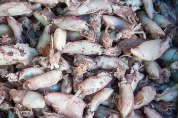 sun dried squid for selling at sea food market thailand