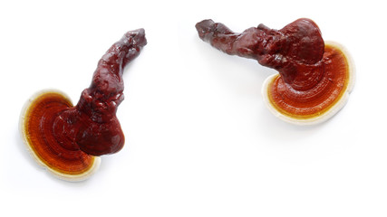 Red ganoderma on white background