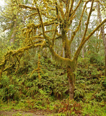 Fototapeta premium A tree covered/draped in moss in a rainforest of Olympic National Park