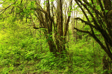 a picture of an Pacific Northwest forest with a Willow tree