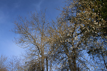 a picture of an Pacific Northwest berry tree in spring