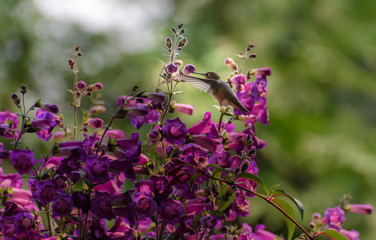 Beard-Tongue Hummingbird 8750