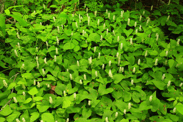 Fototapeta na wymiar a picture of an pacific Northwest forest ground cover