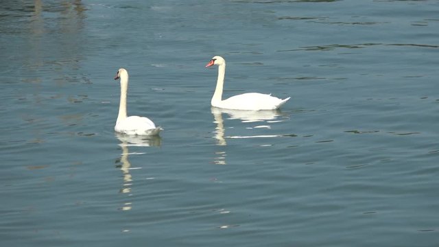 Pair of white swans on a lake 