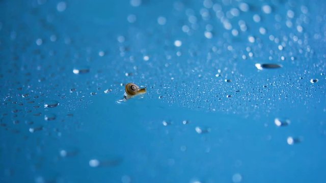 カタツムリ　水滴
