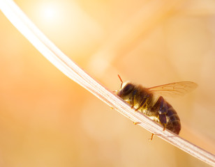 little bee moves along the blade up to the sunlight