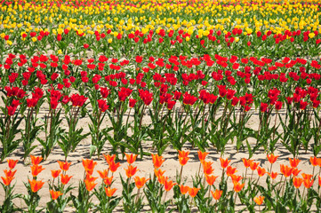 チューリップ畑