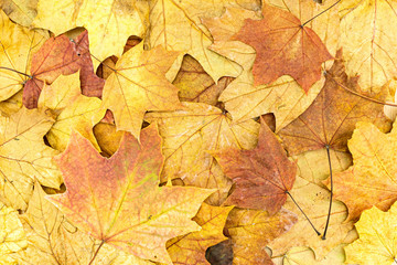 Naklejka na ściany i meble red and orange autumn maple tree leaves background