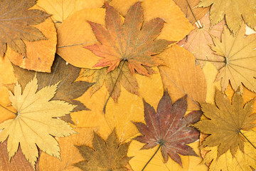 Naklejka na ściany i meble autumn flat background with natural colorful dry leaves