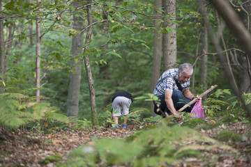 ramassage des châtaignes