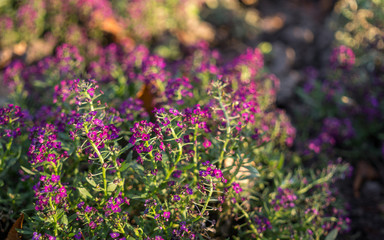 Blooming autumn garden in the early morning. Purple lavender