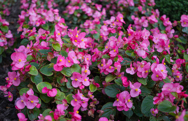 Delicate pink petunias in the morning autumn park