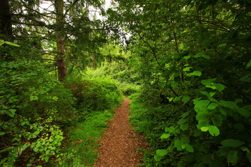 a picture of an Pacific Northwest forest trail