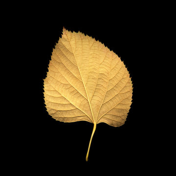 Yellow autumn leaf of a plant on a black background